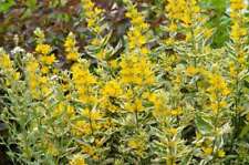 Lysimachia punctata alexander for sale  MARKET RASEN