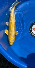 Yamabuki live koi for sale  Spring