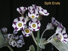 primula auricula for sale  RIPLEY