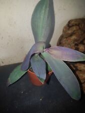 Tradescantia pallida purple for sale  SWINDON