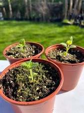 Paulownia tomentosa foxglove for sale  PAIGNTON