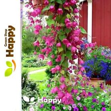 Purple bell vine for sale  DONCASTER