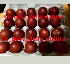 Marans betulla rosso usato  Siena