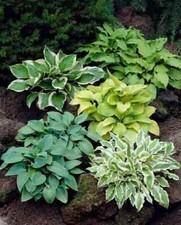 Hosta plants rooted for sale  Gloversville