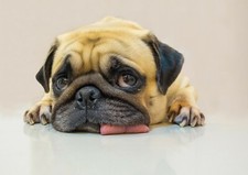 Adorable pug puppy for sale  SELBY
