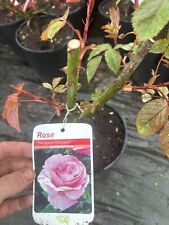 Potted rose queen for sale  WISBECH