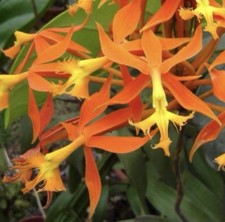Epidendrum schumburgkii larges for sale  Bogalusa