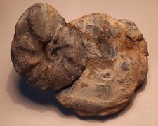 Ceratites spinosus trias gebraucht kaufen  Rinteln