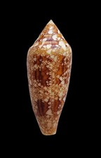 Shell conchiglia conus usato  Forano