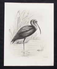 Antique print glossy for sale Antique print glossy for sale  HAYLING ISLAND