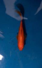 Male comet goldfish for sale  Lafayette