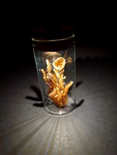 Tarantula moult curio for sale  BRADFORD