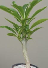 Pachypodium rutenbergianium ca for sale  WALTON ON THE NAZE