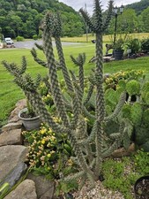 Multiple cold hardy for sale  Spanishburg