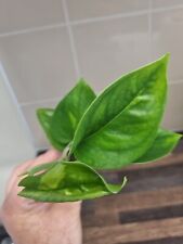 Rare epipremnum aureum for sale  LONDON