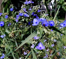 Ten bluejacket flower for sale  Monroe