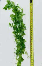 Plante aquarium bacopa d'occasion  Fuveau