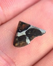Seymchan pallasite pmg d'occasion  Expédié en Belgium