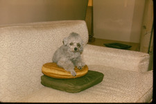 Antigo 1966 35mm Slide - Mini Brinquedo Poodle Cachorro em Casa - Kodachrome comprar usado  Enviando para Brazil