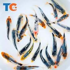 Calico blue koi for sale  Martinsville