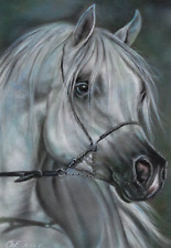 Pur sang arabe d'occasion  Sélestat