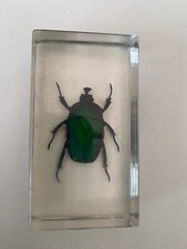 Real insect beetle for sale  SOUTHAMPTON