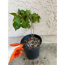 Surinam cherry tree for sale  Carlsbad