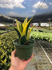 Golden flame sansevieria for sale  Homestead
