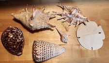 Different seashells sea for sale  Vandergrift