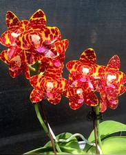 Rare phalaenopsis phal. for sale  NOTTINGHAM