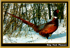 Vintage postcard ring for sale  Wichita Falls