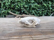 Hedgehog skull craft for sale  HULL