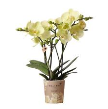 Gelbe phalaenopsis rchidee gebraucht kaufen  Zweibrücken
