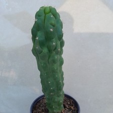 Cereus monstrosus vivante d'occasion  Loches