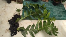 Large epiphyllum chrysocardium for sale  LONDON