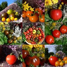 Tomate samen bunte gebraucht kaufen  Muldestausee