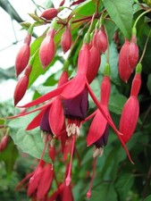 Kräftige fuchsien pflanze gebraucht kaufen  Schirnding