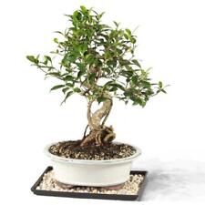 Golden gate ficus for sale  Miami