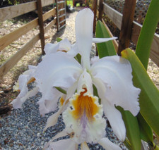 Cattleya mossiae var. for sale  Arcadia