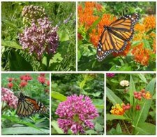 Butterfly milkweed seed for sale  Berwyn