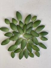 Sedum morganianum burrito for sale  WELLING