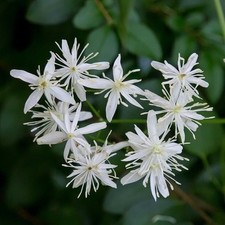 Clematis sweet autumn for sale  USA