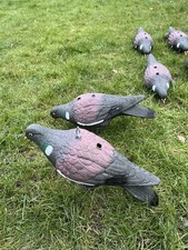 Full body pigeon for sale  SUDBURY