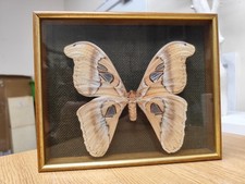 Vtg attacus atlas for sale  LINLITHGOW