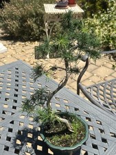 larix bonsai d'occasion larix bonsai d'occasion Expédié en Belgium