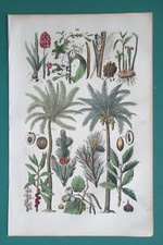 Botany palm trees for sale  Manassas