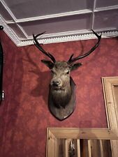 Large taxidermy stag for sale  CASTLE DOUGLAS