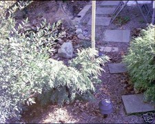 Chamaecyparis obtusa weeping for sale  Walterboro