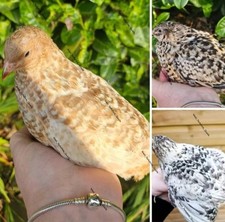 Quail eggs coturnix for sale  UK