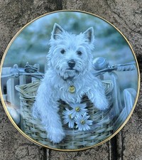 Westie west highland for sale  WREXHAM